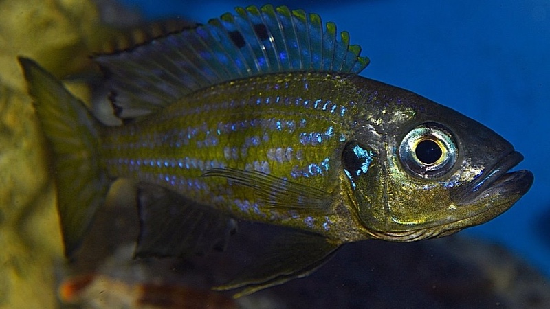 Aulonocranus dewindti